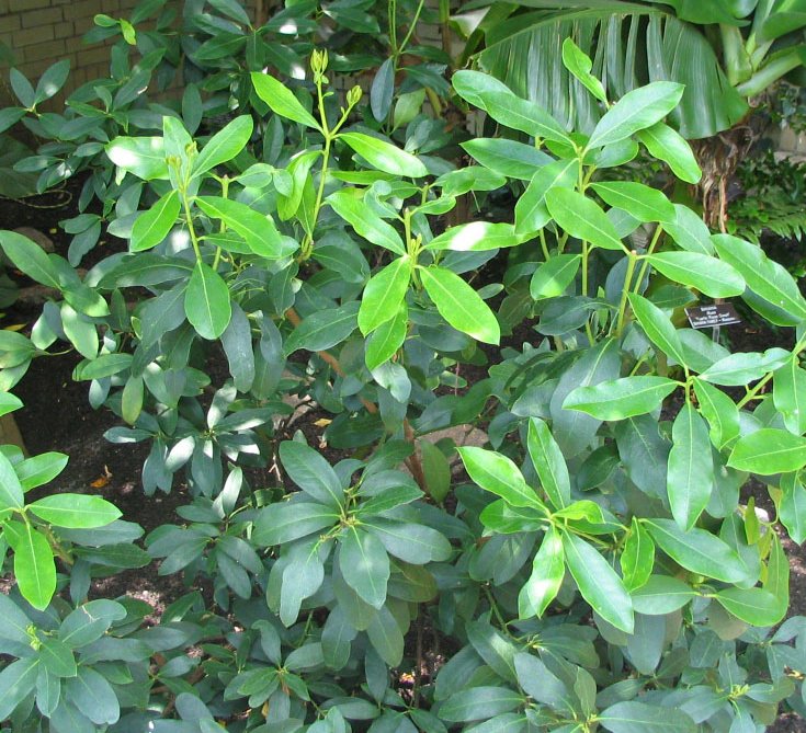 akothankera plant